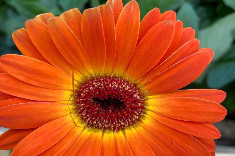 Gerbera