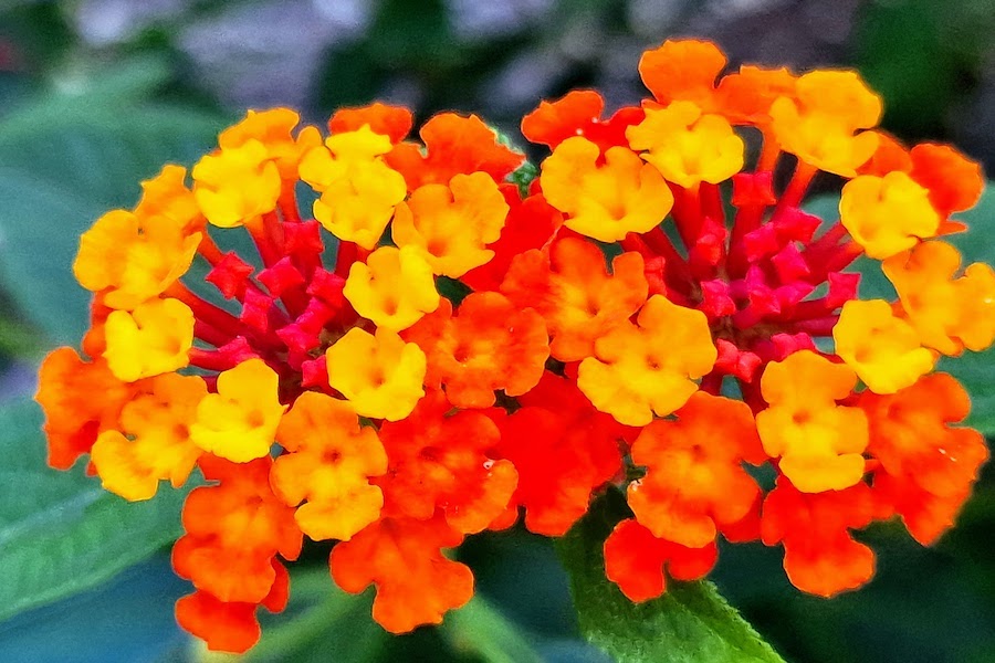 Lantana